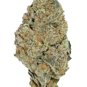 Purple Plague Flower